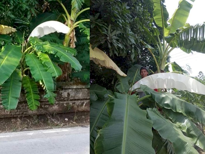 Tumbuh di Samping Kuburan Viral Daun Pisang Warna  Putih  